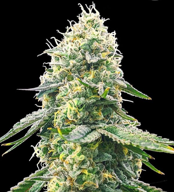 flora seed bank cannabis seeds marijuana seeds weed seeds cheap weed seeds cheap cannabis seeds best cannabis seeds feminized cannabis seeds growing cannabis autoflower seeds medicinal seeds