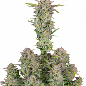 flora seed bank cannabis seeds marijuana seeds weed seeds cheap weed seeds cheap cannabis seeds best cannabis seeds feminized cannabis seeds growing cannabis autoflower seeds medicinal seeds