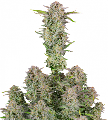 flora seed bank cannabis seeds marijuana seeds weed seeds cheap weed seeds cheap cannabis seeds best cannabis seeds feminized cannabis seeds growing cannabis autoflower seeds medicinal seeds