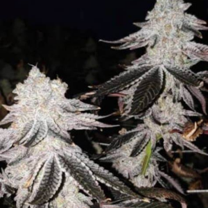 flora seed bank cannabis seeds marijuana seeds weed seeds cheap weed seeds cheap cannabis seeds best cannabis seeds feminized cannabis seeds growing cannabis autoflower seeds medicinal seeds