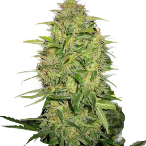 flora seed bank cannabis seeds marijuana seeds weed seeds cheap weed seeds cheap cannabis seeds best cannabis seeds feminized cannabis seeds growing cannabis autoflower seeds medicinal seeds