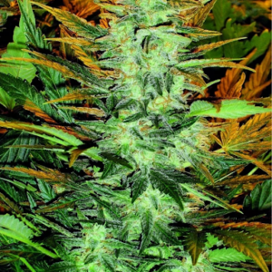 flora seed bank cannabis seeds marijuana seeds weed seeds cheap weed seeds cheap cannabis seeds best cannabis seeds feminized cannabis seeds growing cannabis autoflower seeds medicinal seeds