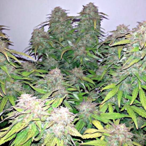 flora seed bank cannabis seeds marijuana seeds weed seeds cheap weed seeds cheap cannabis seeds best cannabis seeds feminized cannabis seeds growing cannabis autoflower seeds medicinal seeds