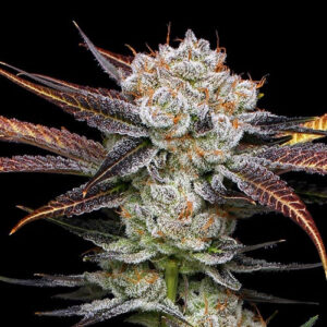 flora seed bank cannabis seeds marijuana seeds weed seeds cheap weed seeds cheap cannabis seeds best cannabis seeds feminized cannabis seeds growing cannabis autoflowering