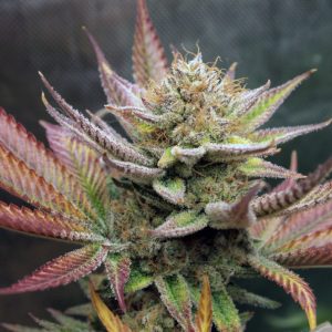 flora seed bank cannabis seeds marijuana seeds weed seeds cheap weed seeds cheap cannabis seeds best cannabis seeds feminized cannabis seeds growing cannabis autoflower seeds medicinal seeds