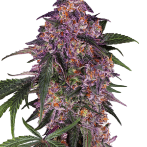 flora seed bank cannabis seeds marijuana seeds weed seeds cheap weed seeds cheap cannabis seeds best cannabis seeds feminized cannabis seeds growing cannabis autoflowering