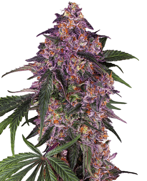 flora seed bank cannabis seeds marijuana seeds weed seeds cheap weed seeds cheap cannabis seeds best cannabis seeds feminized cannabis seeds growing cannabis autoflowering