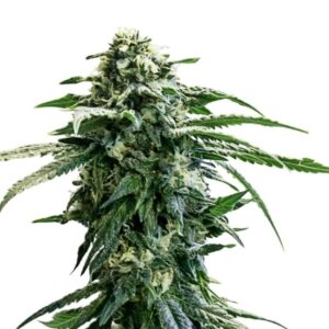 flora seed bank cannabis seeds marijuana seeds weed seeds cheap weed seeds cheap cannabis seeds best cannabis seeds feminized cannabis seeds growing cannabis autoflower seeds medicinal seeds