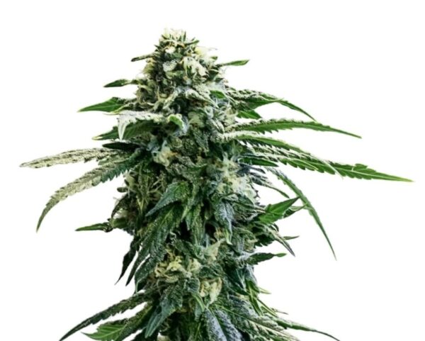 flora seed bank cannabis seeds marijuana seeds weed seeds cheap weed seeds cheap cannabis seeds best cannabis seeds feminized cannabis seeds growing cannabis autoflower seeds medicinal seeds