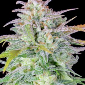 flora seed bank cannabis seeds marijuana seeds weed seeds cheap weed seeds cheap cannabis seeds best cannabis seeds feminized cannabis seeds growing cannabis autoflowering auto afghan seeds