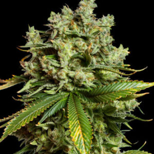 flora seed bank cannabis seeds marijuana seeds weed seeds cheap weed seeds cheap cannabis seeds best cannabis seeds feminized cannabis seeds growing cannabis autoflower seeds medicinal seeds