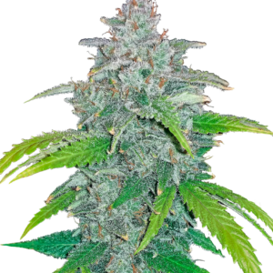 flora seed bank cannabis seeds marijuana seeds weed seeds cheap weed seeds cheap cannabis seeds best cannabis seeds feminized cannabis seeds growing cannabis autoflowering