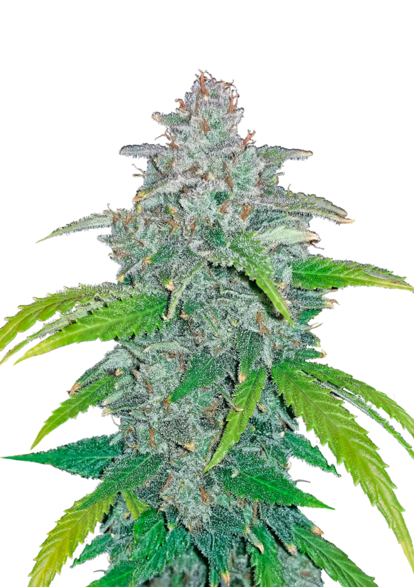 flora seed bank cannabis seeds marijuana seeds weed seeds cheap weed seeds cheap cannabis seeds best cannabis seeds feminized cannabis seeds growing cannabis autoflowering