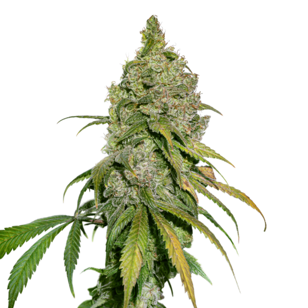 flora seed bank cannabis seeds marijuana seeds weed seeds cheap weed seeds cheap cannabis seeds best cannabis seeds feminized cannabis seeds growing cannabis autoflower seeds medicinal seeds