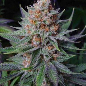 flora seed bank cannabis seeds marijuana seeds weed seeds cheap weed seeds cheap cannabis seeds best cannabis seeds feminized cannabis seeds growing cannabis autoflower seeds medicinal seeds