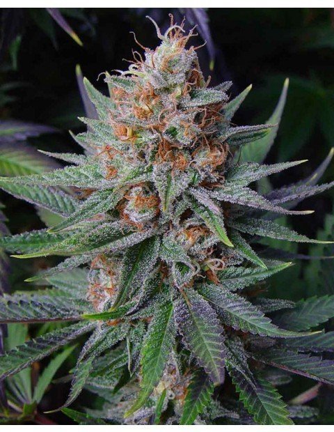 flora seed bank cannabis seeds marijuana seeds weed seeds cheap weed seeds cheap cannabis seeds best cannabis seeds feminized cannabis seeds growing cannabis autoflower seeds medicinal seeds