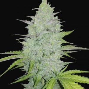 flora seed bank cannabis seeds marijuana seeds weed seeds cheap weed seeds cheap cannabis seeds best cannabis seeds feminized cannabis seeds growing cannabis autoflower seeds medicinal seeds