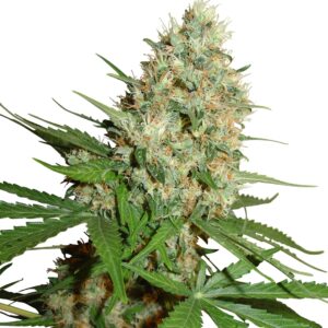 flora seed bank cannabis seeds marijuana seeds weed seeds cheap weed seeds cheap cannabis seeds best cannabis seeds feminized cannabis seeds growing cannabis autoflowering