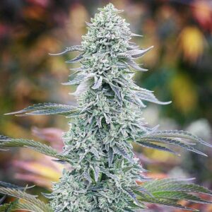 flora seed bank cannabis seeds marijuana seeds weed seeds cheap weed seeds cheap cannabis seeds best cannabis seeds feminized cannabis seeds growing cannabis autoflowering