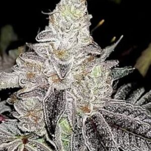 flora seed bank cannabis seeds marijuana seeds weed seeds cheap weed seeds cheap cannabis seeds best cannabis seeds feminized cannabis seeds growing cannabis wedding cake cannabis seeds