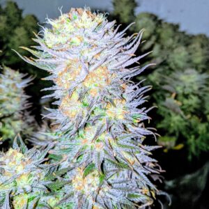 flora seed bank cannabis seeds marijuana seeds weed seeds cheap weed seeds cheap cannabis seeds best cannabis seeds feminized cannabis seeds growing cannabis alaskan thunder fuck cannabis seeds