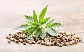 flora seed bank cannabis seeds marijuana seeds weed seeds cheap weed seeds cheap cannabis seeds best cannabis seeds feminized cannabis seeds growing cannabis autoflower seeds medicinal seeds