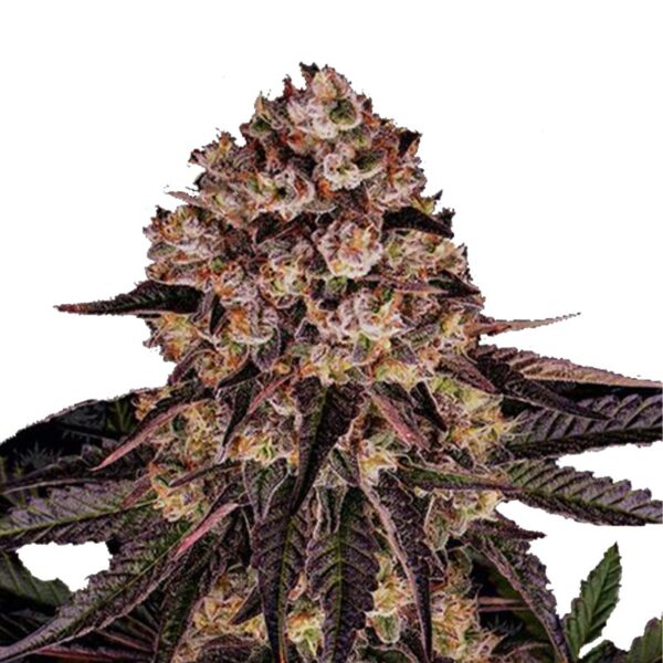 flora seed bank cannabis seeds marijuana seeds weed seeds cheap weed seeds cheap cannabis seeds best cannabis seeds feminized cannabis seeds growing cannabis autoflower seeds medicinal seeds