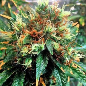 flora seed bank cannabis seeds marijuana seeds weed seeds cheap weed seeds cheap cannabis seeds best cannabis seeds feminized cannabis seeds growing cannabis autoflower seeds medicinal seeds