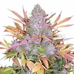 flora seed bank cannabis seeds marijuana seeds weed seeds cheap weed seeds cheap cannabis seeds best cannabis seeds feminized cannabis seeds growing cannabis autoflowering