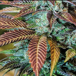 flora seed bank cannabis seeds marijuana seeds weed seeds cheap weed seeds cheap cannabis seeds best cannabis seeds feminized cannabis seeds growing cannabis dead hot strawberries cannabis seeds