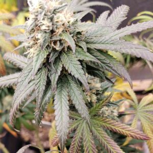 flora seed bank cannabis seeds marijuana seeds weed seeds cheap weed seeds cheap cannabis seeds best cannabis seeds feminized cannabis seeds growing cannabis jack herer