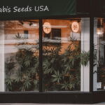 flora seed bank cannabis seeds marijuana seeds weed seeds cheap weed seeds cheap cannabis seeds best cannabis seeds feminized cannabis seeds growing cannabis