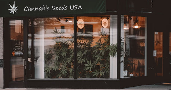 flora seed bank cannabis seeds marijuana seeds weed seeds cheap weed seeds cheap cannabis seeds best cannabis seeds feminized cannabis seeds growing cannabis