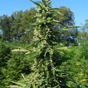 flora seed bank cannabis seeds marijuana seeds weed seeds cheap weed seeds cheap cannabis seeds best cannabis seeds THC seeds growing cannabis