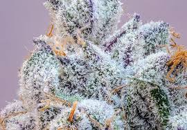 flora seed bank cannabis seeds marijuana seeds weed seeds cheap weed seeds cheap cannabis seeds best cannabis seeds THC seeds growing cannabis frosty blue cannabis seeds