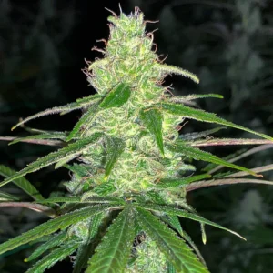 flora seed bank cannabis seeds marijuana seeds weed seeds cheap weed seeds cheap cannabis seeds best cannabis seeds THC seeds growing cannabis luck lucy cbd seeds