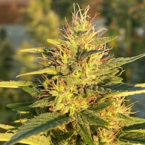 Orange Sunrise CBD Cannabis Seeds Flora Seed Bank flora seed bank cannabis seeds marijuana seeds weed seeds cheap weed seeds cheap cannabis seeds best cannabis seeds THC seeds growing cannabis