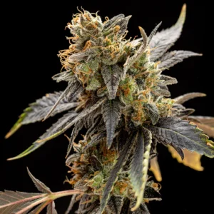 Rosella CBD CBD Cannabis seeds Flora Seed Bank flora seed bank cannabis seeds marijuana seeds weed seeds cheap weed seeds cheap cannabis seeds best cannabis seeds THC seeds growing cannabis