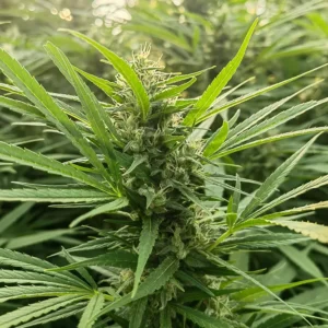 flora seed bank cannabis seeds marijuana seeds weed seeds cheap weed seeds cheap cannabis seeds best cannabis seeds THC seeds growing cannabis super freak cbd seeds