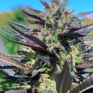 Sweet Rainbow Cannabis Seeds CBD Flora Seed Bank flora seed bank cannabis seeds marijuana seeds weed seeds cheap weed seeds cheap cannabis seeds best cannabis seeds THC seeds growing cannabis