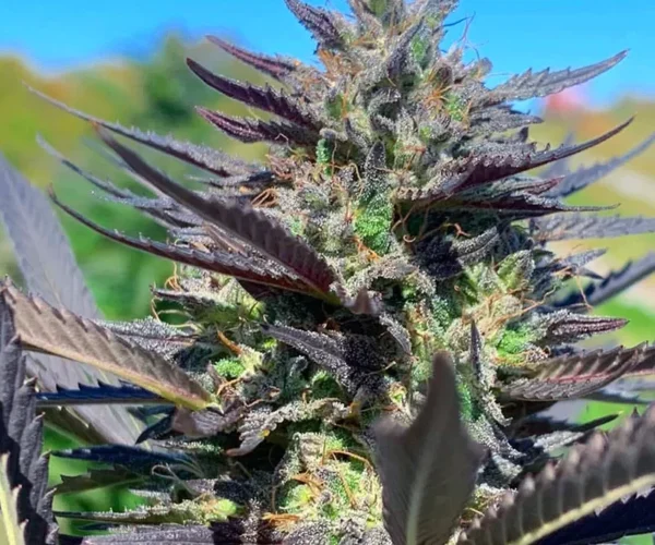 Sweet Rainbow Cannabis Seeds CBD Flora Seed Bank flora seed bank cannabis seeds marijuana seeds weed seeds cheap weed seeds cheap cannabis seeds best cannabis seeds THC seeds growing cannabis