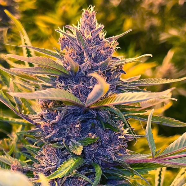 CBD Cannabis Seeds Flora Seed Bank flora seed bank cannabis seeds marijuana seeds weed seeds cheap weed seeds cheap cannabis seeds best cannabis seeds THC seeds growing cannabis