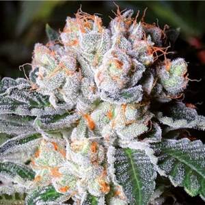 flora seed bank cannabis seeds marijuana seeds weed seeds cheap weed seeds cheap cannabis seeds best cannabis seeds feminized cannabis seeds growing cannabis wifi OG feminized