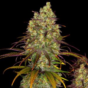 flora seed bank cannabis seeds marijuana seeds weed seeds cheap weed seeds cheap cannabis seeds best cannabis seeds feminized cannabis seeds growing cannabis