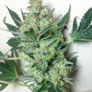 flora seed bank cannabis seeds marijuana seeds weed seeds cheap weed seeds cheap cannabis seeds best cannabis seeds feminized cannabis seeds growing cannabis Willy's wonder seeds