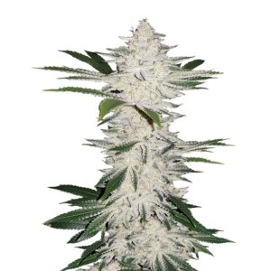 chemdawg flora seed bank cannabis seeds autoflower