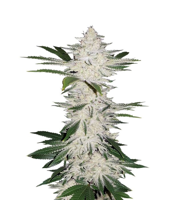 chemdawg flora seed bank cannabis seeds autoflower