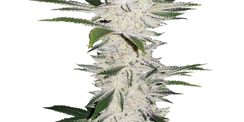 chemdawg flora seed bank cannabis seeds autoflower