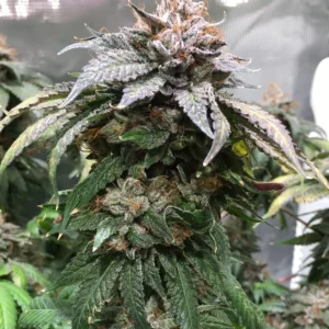 flora seed bank cannabis seeds marijuana seeds weed seeds cheap weed seeds cheap cannabis seeds best cannabis seeds feminized cannabis seeds growing cannabis autoflower seeds medicinal seeds - Auto Super Lemon Haze Seeds Bubba Kush Seeds