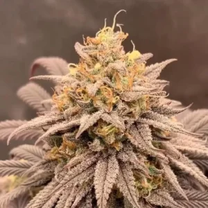 auto gmo cookies cannabis seeds flora seed bank cannabis